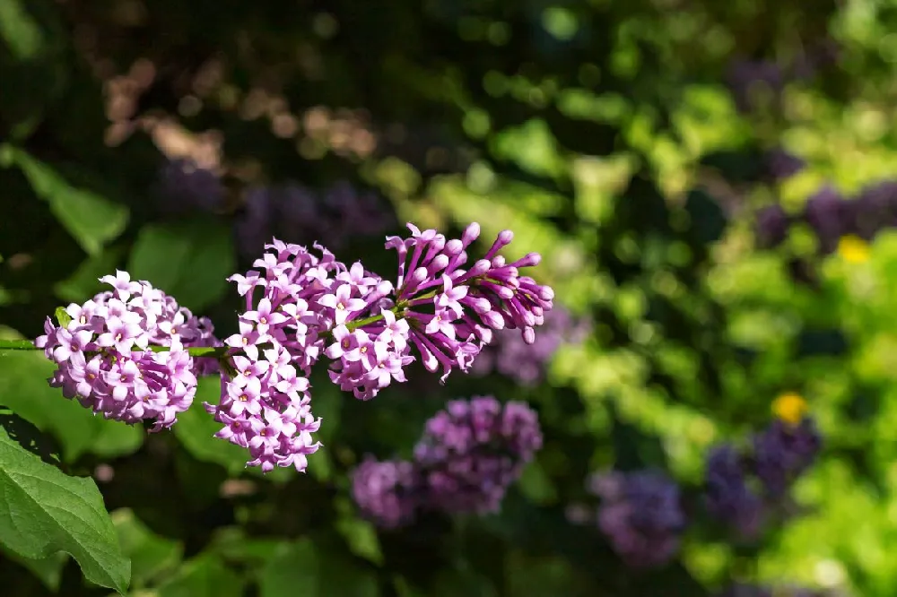 Red Pixie Lilac Tree