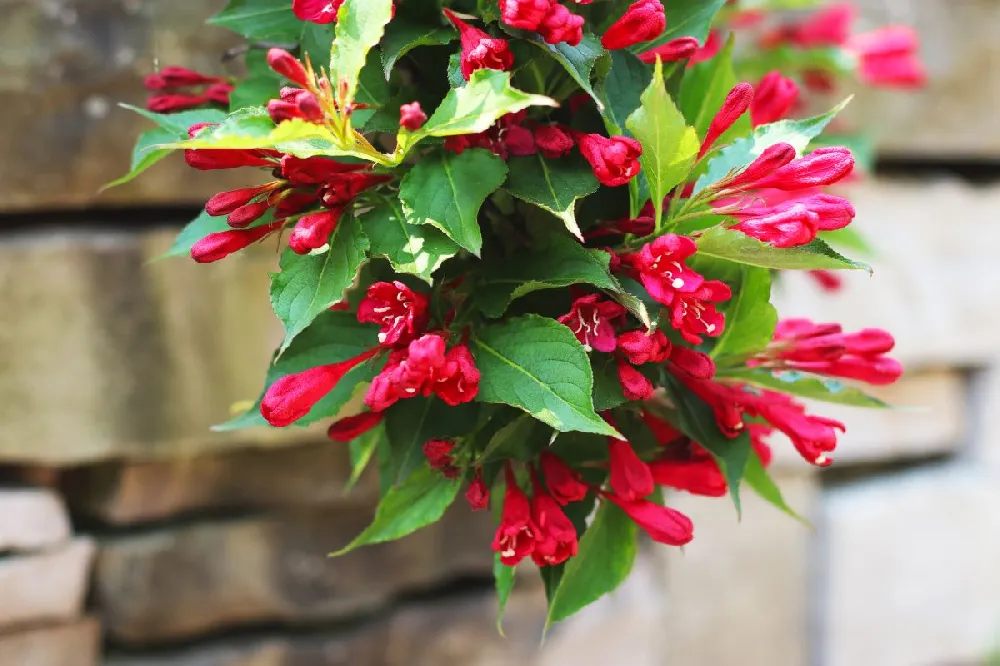 Red Prince Weigela Tree