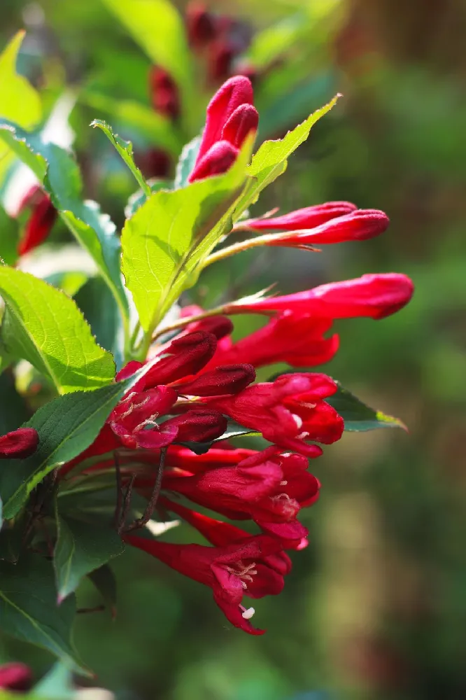 Red Prince Weigela Tree