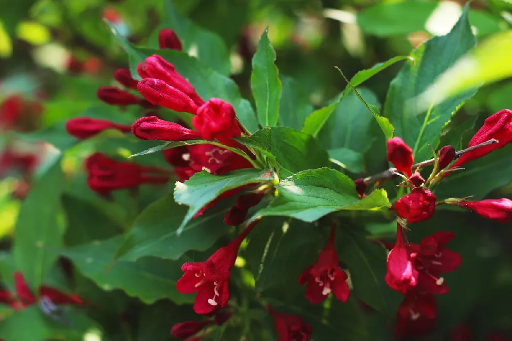 Red Prince Weigela Tree