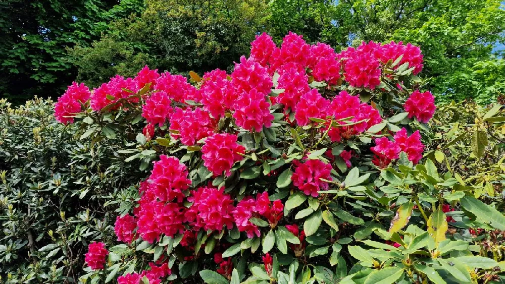 Red Rhododendron Shrub