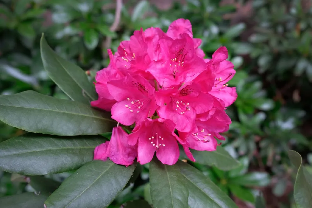 Red Rhododendron Shrub