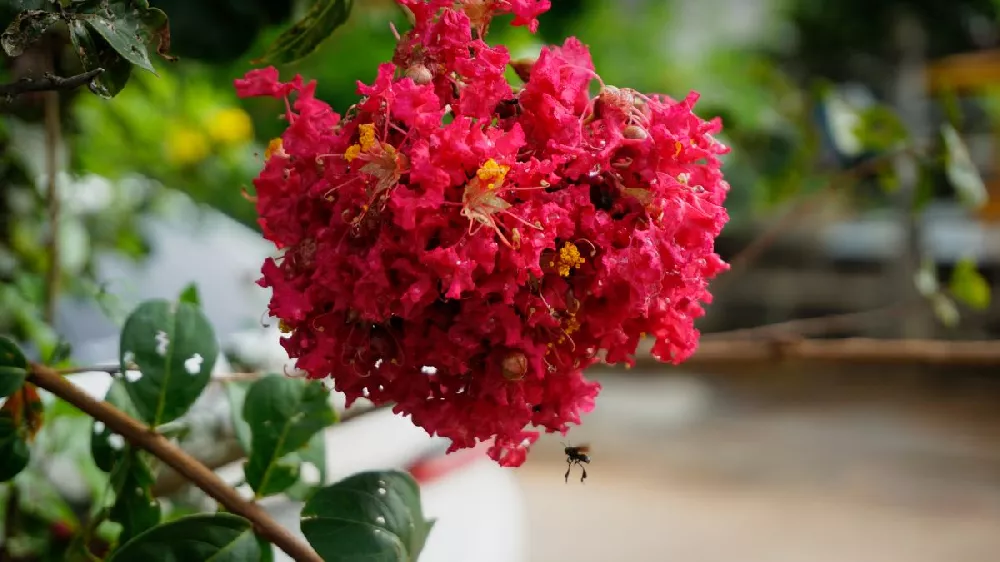 Red Rocket Crape Myrtle 1