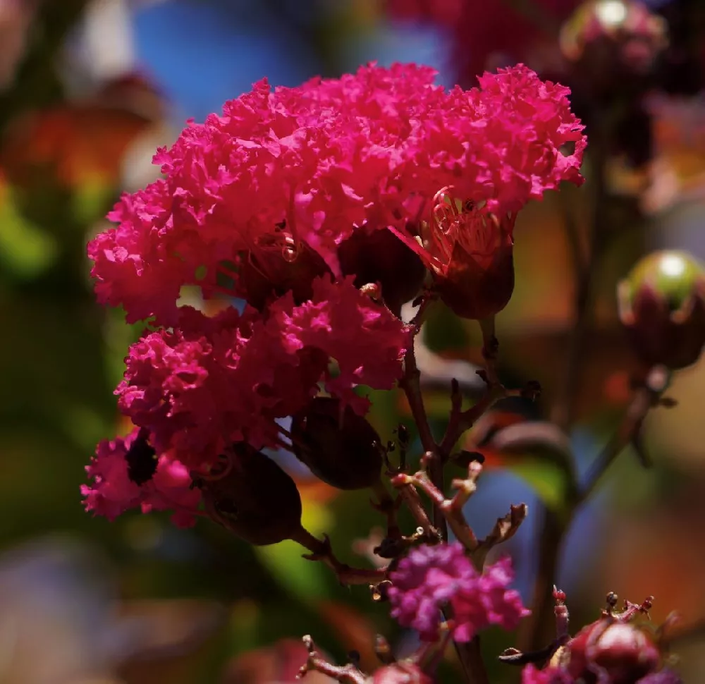 Red Rocket Crape Myrtle 2