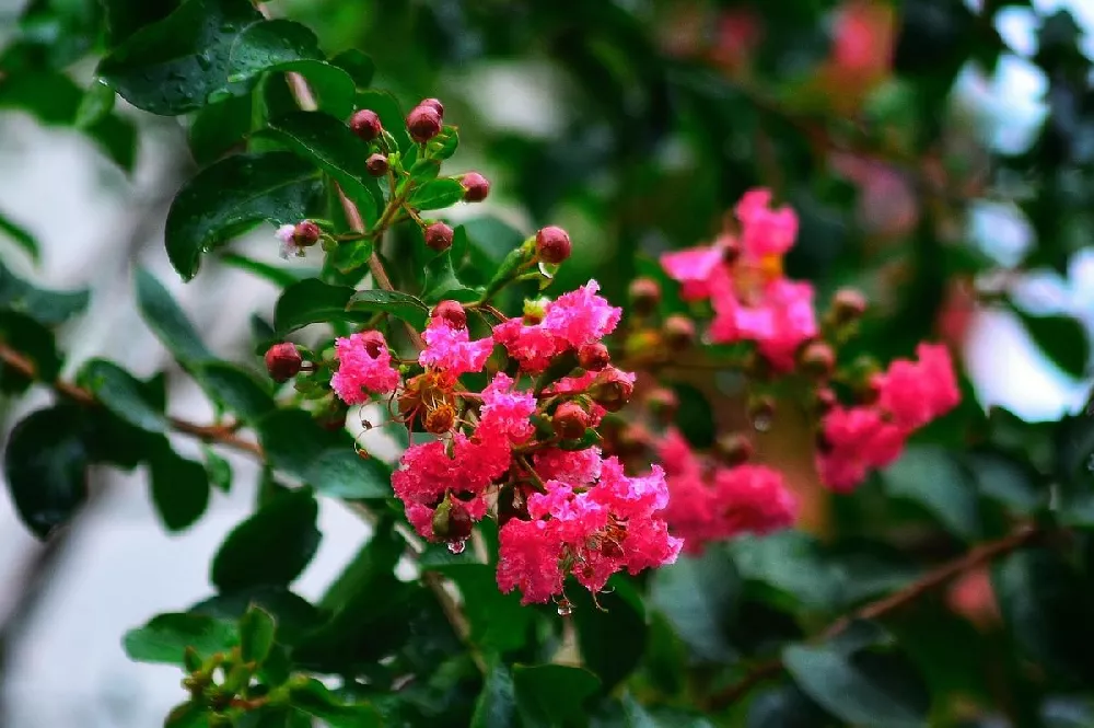 Red Rocket Crape Myrtle 3