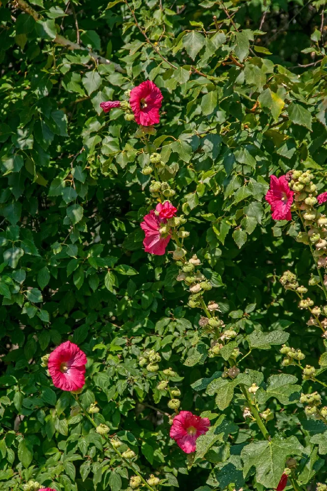 Red Rose of Sharon Althea Tree