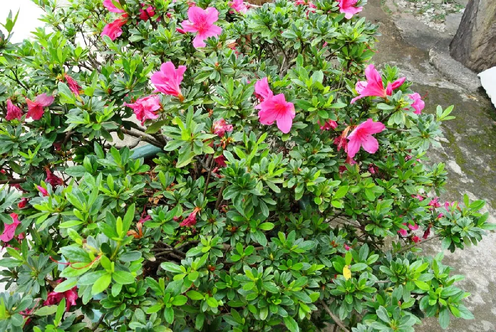 Red Rose of Sharon Althea Tree