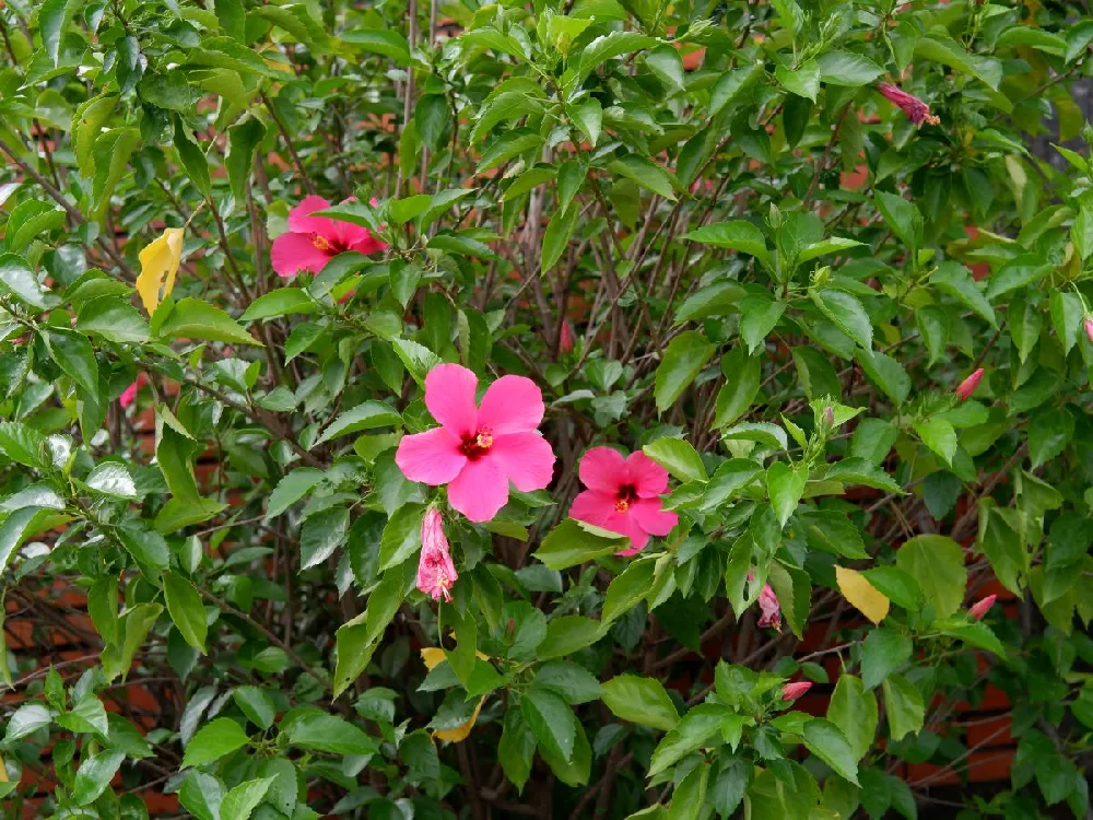 Red Rose of Sharon Althea Tree