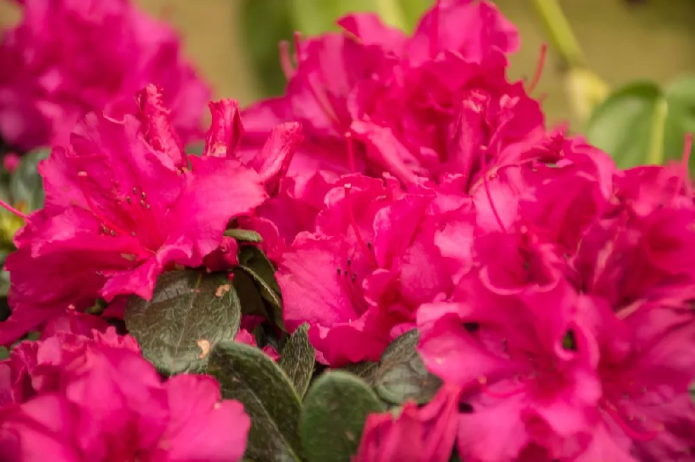 Red Ruffles Azalea Shrub