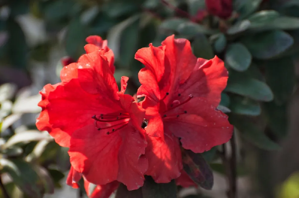 Red Ruffles Azalea Shrub