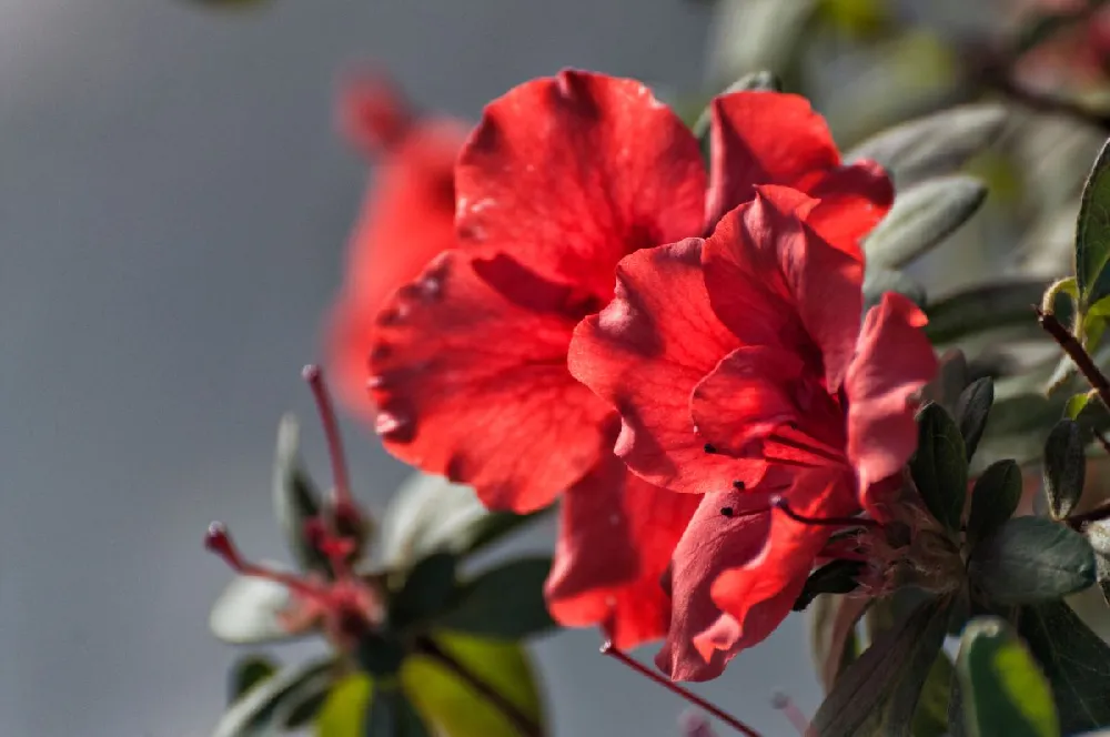 Red Ruffles Azalea Shrub