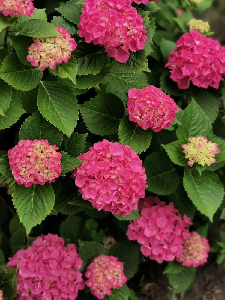 Red Sensation Hydrangea