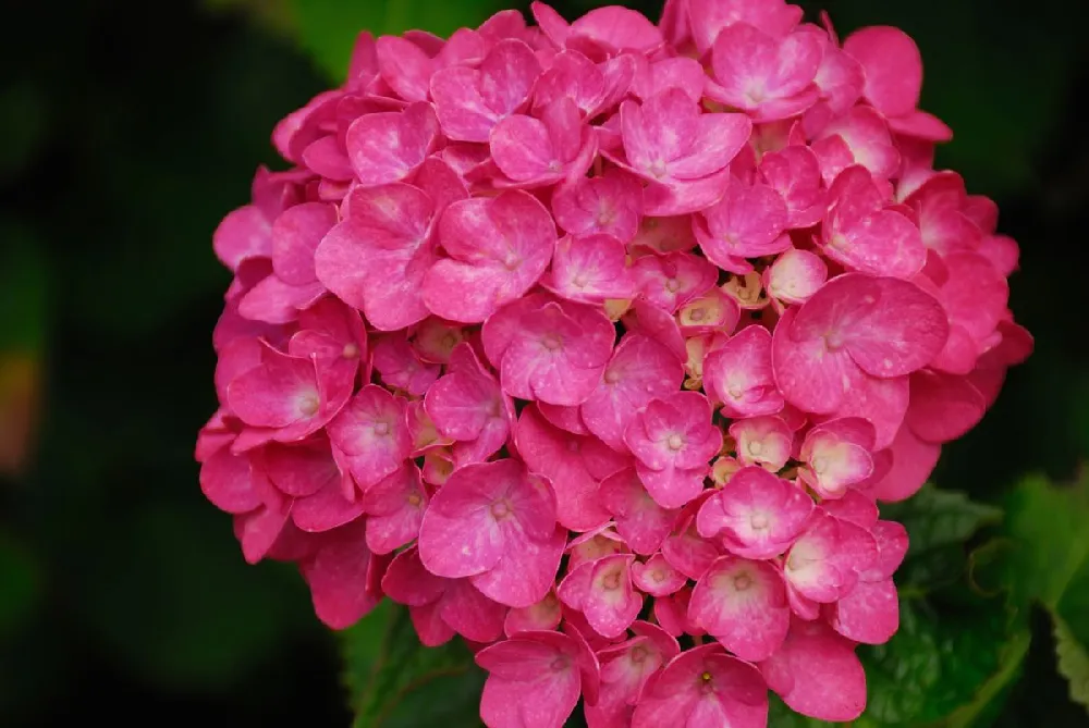 Red Sensation Hydrangea