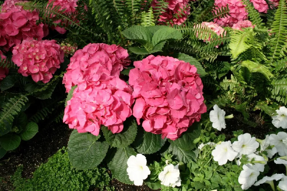 Red Sensation Hydrangea