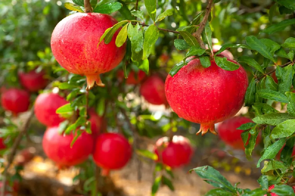 Red Silk Pomegranate Tree