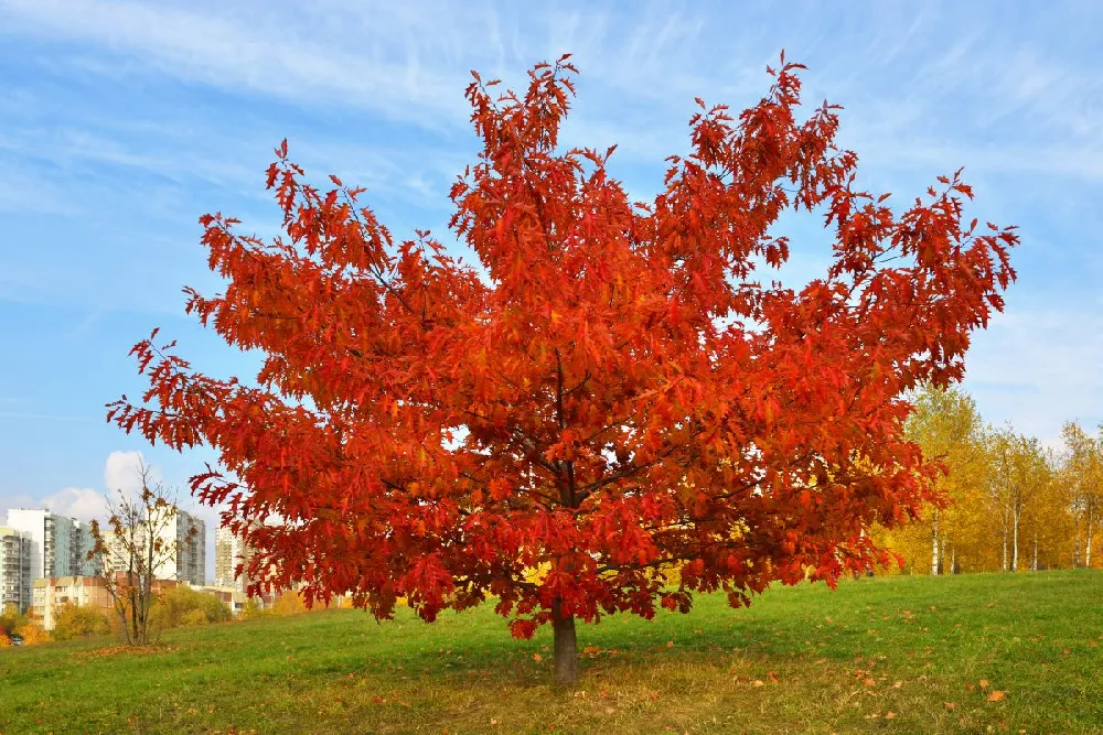 Red Sunset® Maple Tree