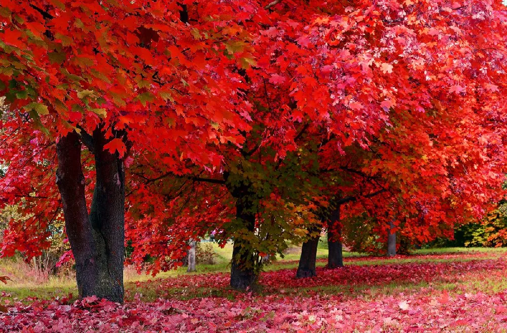 Red Sunset® Maple Tree