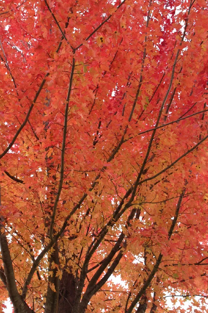 Red Sunset® Maple Tree 
