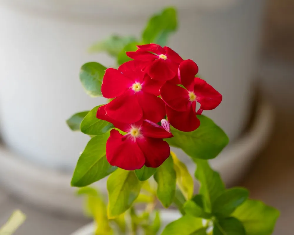 Red Vinca