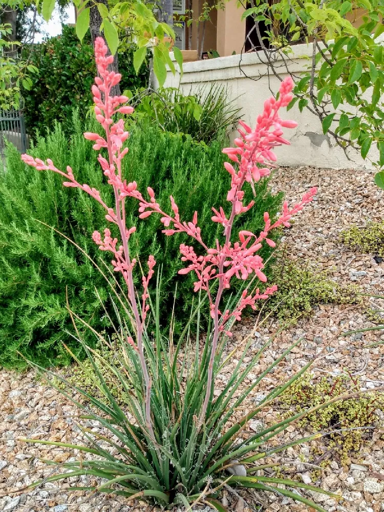 Red Yucca Plant