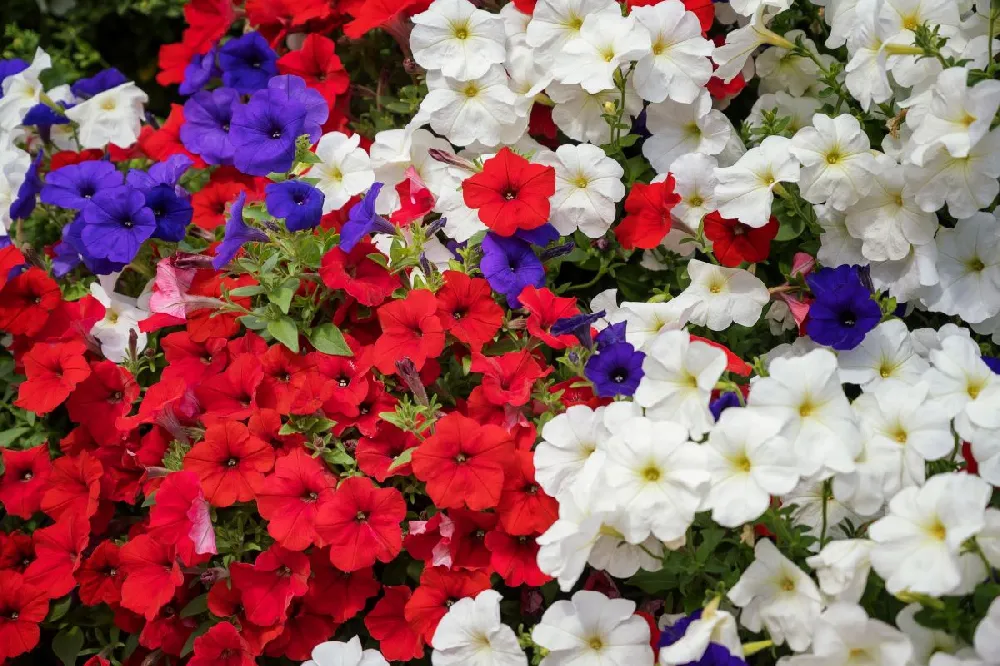 Red, White, and Blue Petunias
