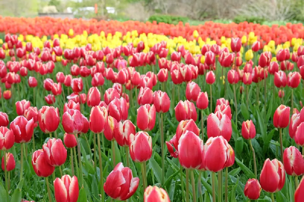 Red and White Tulips with Star of Bethlehem