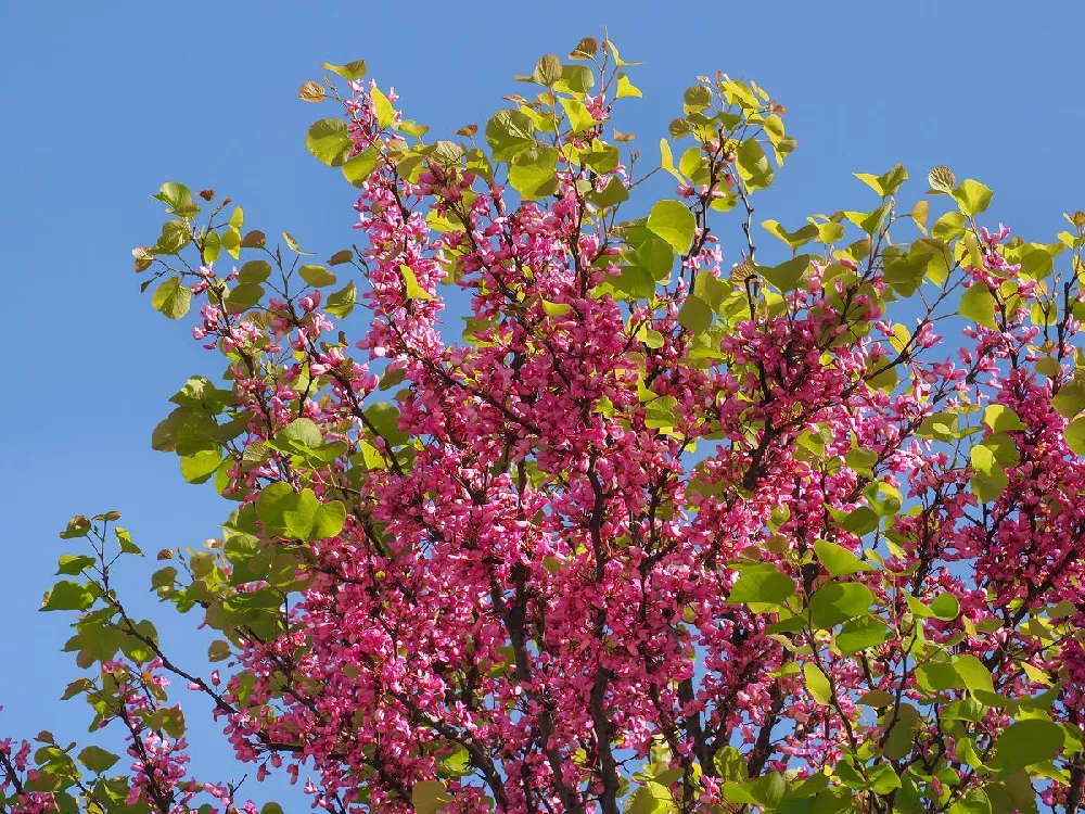 eastern redbud tree in summer