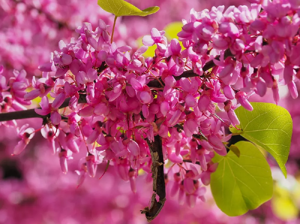 Rising Sun Redbud Tree Up close