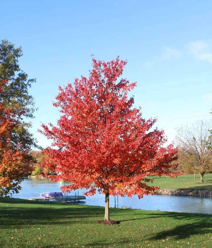 Redpointe Maple Trees for Sale – FastGrowingTrees.com