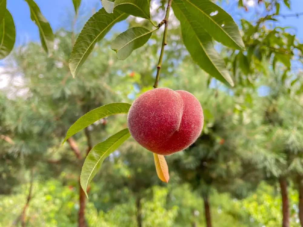 Redskin Peach Tree