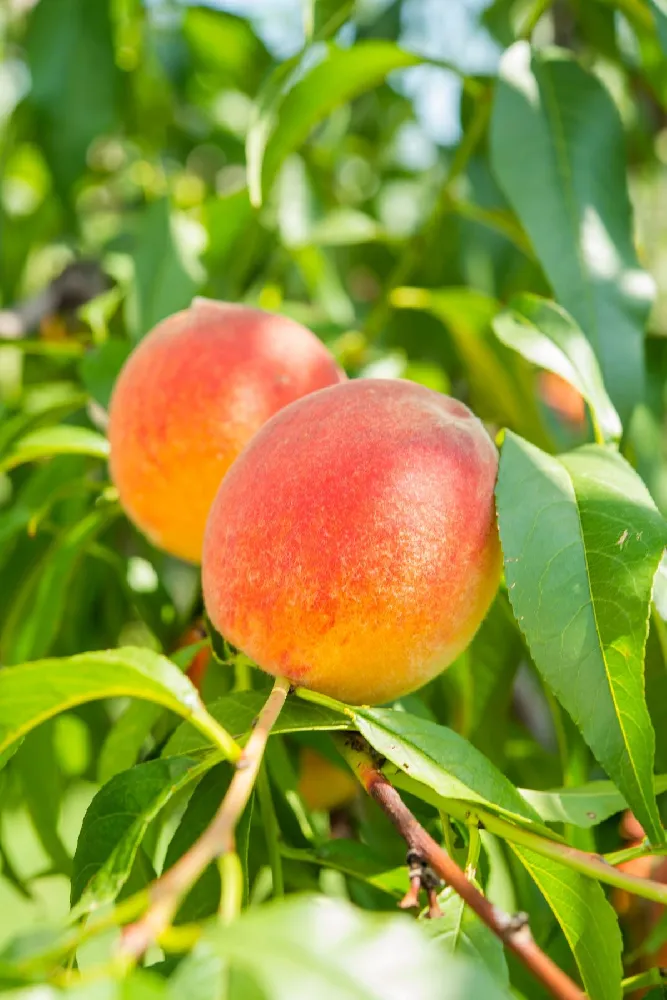 Reliance Peach