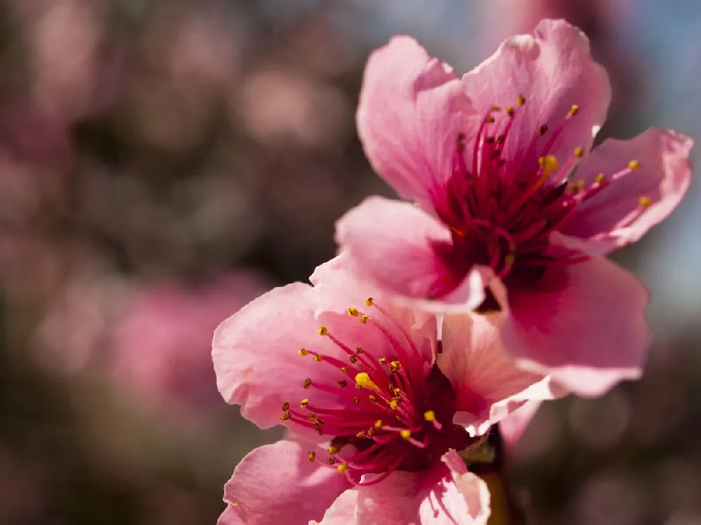 Reliance Peach Tree