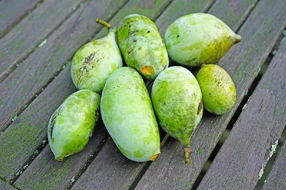 Ripe Paw Paw Tree fruit