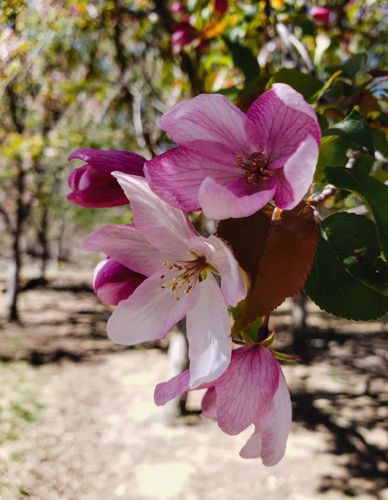 Robinson Crabapple Tree