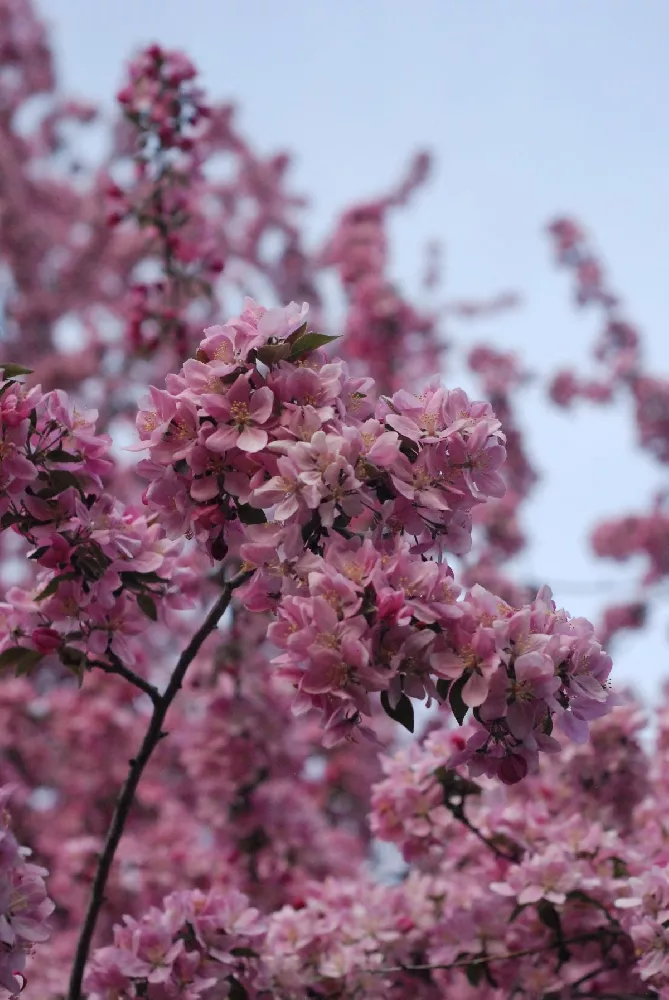 Robinson Crabapple Tree