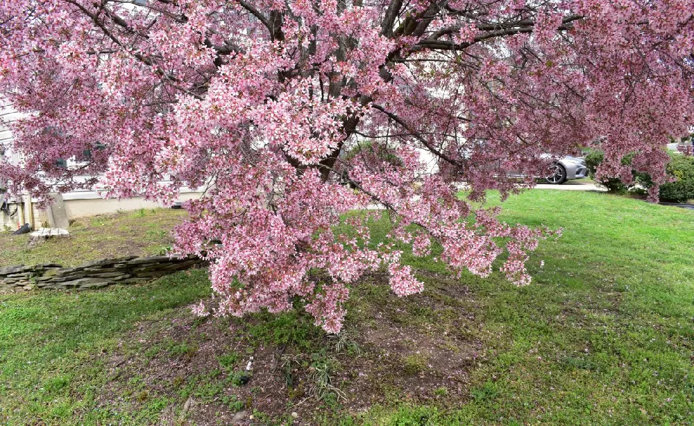 Robinson Crabapple Tree