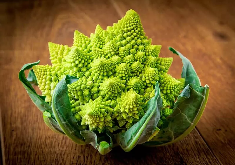 Romanesco Broccoli