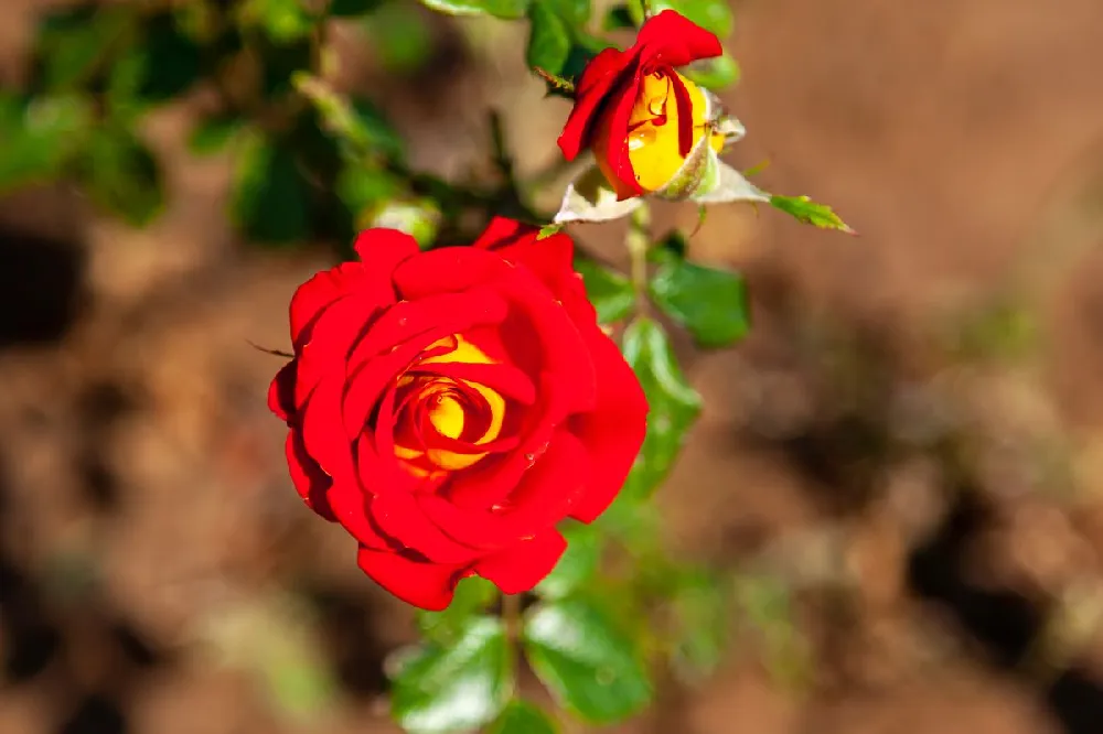 Ketchup and Mustard Rose Shrub