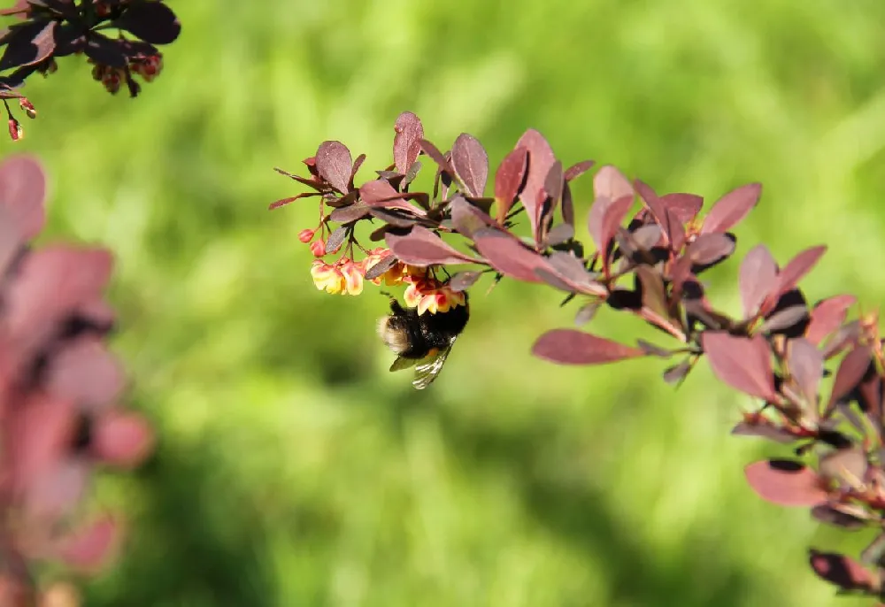 Rose Glow Barberry Shrub