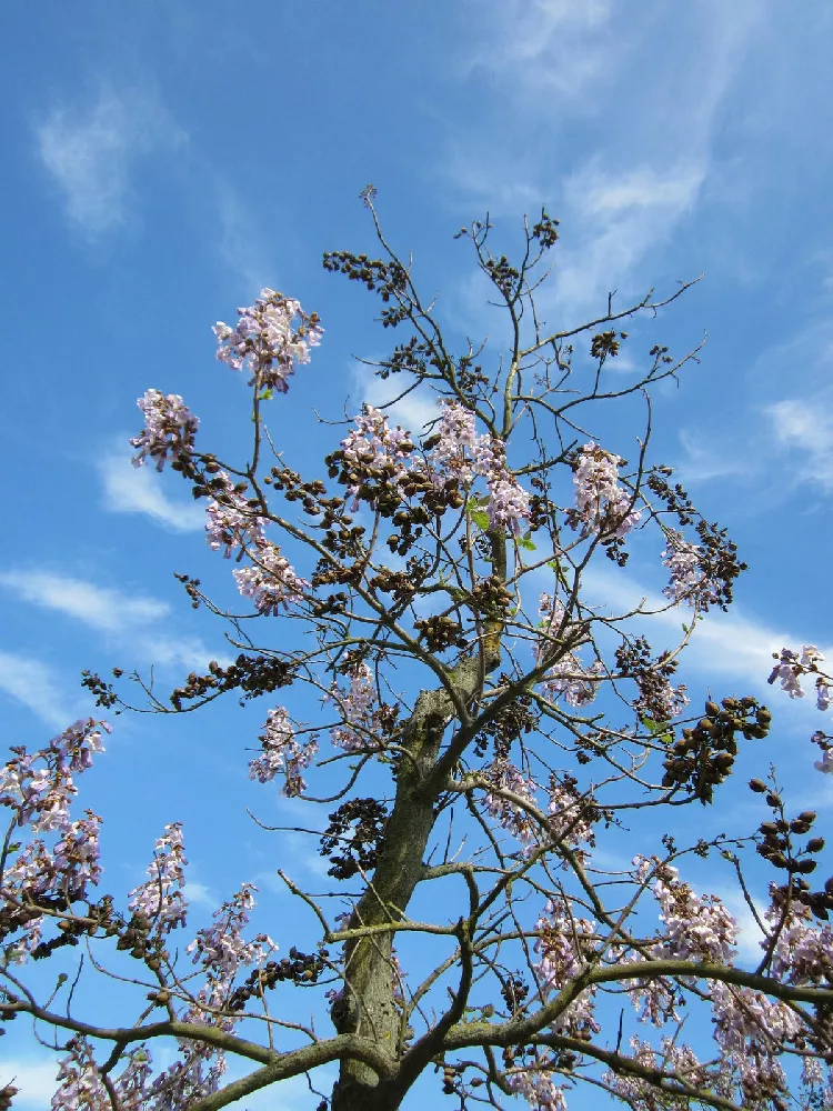 Royal Empress Tree