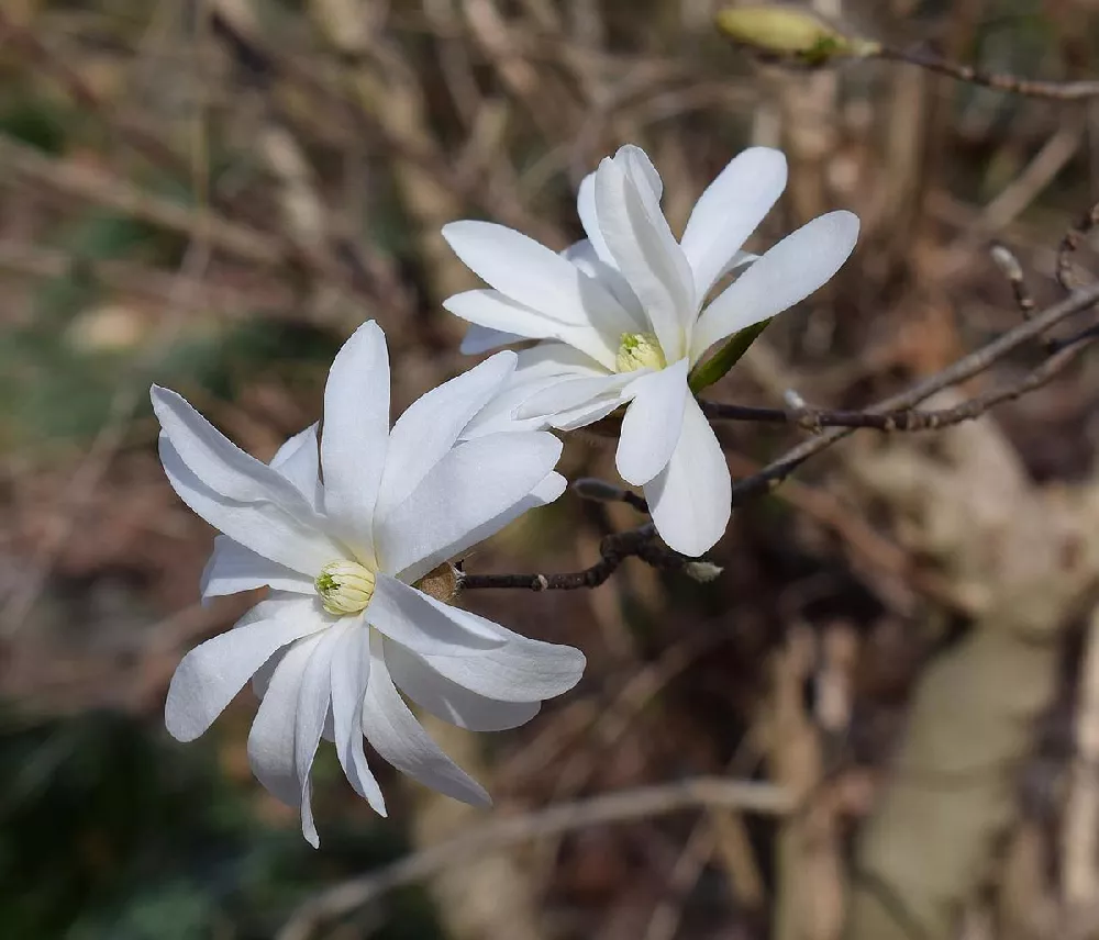 Royal Star Magnolia close-up