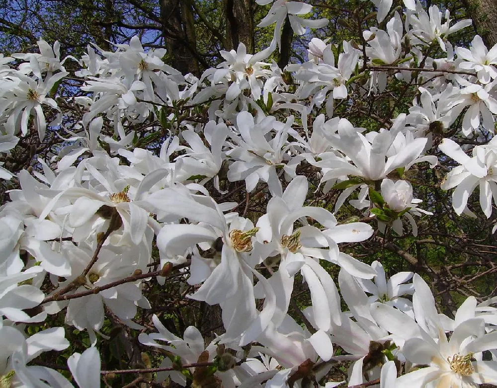 Royal Star Magnolia Tree