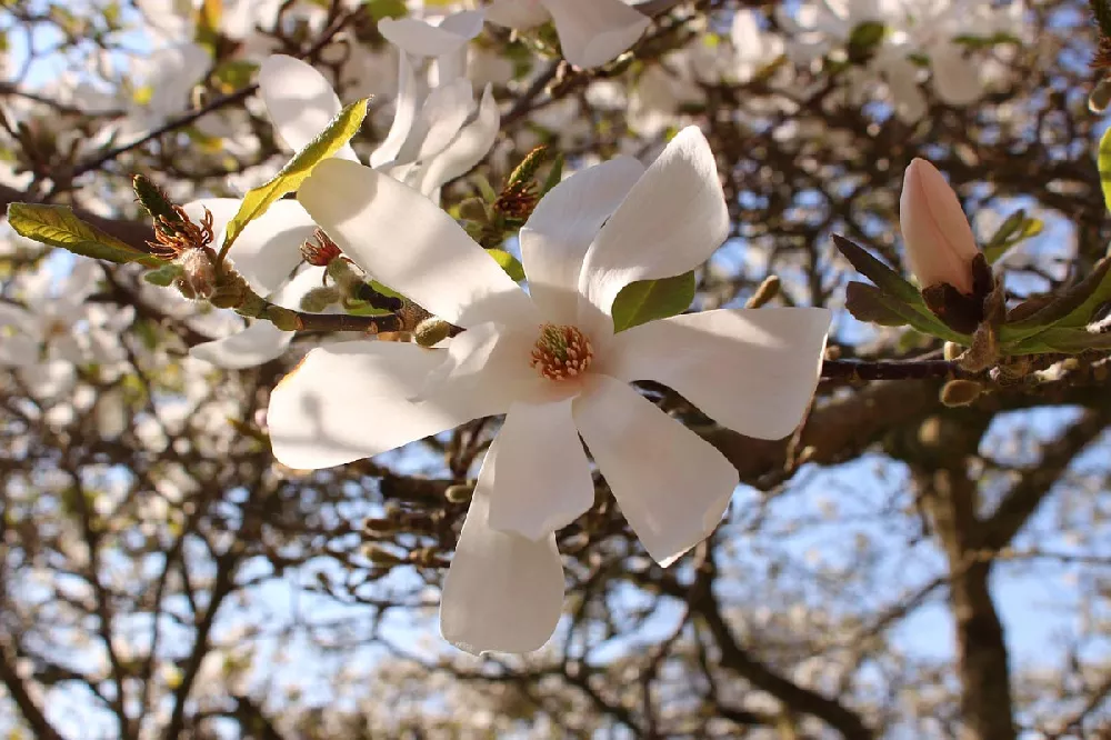 Royal Star Magnolia flower