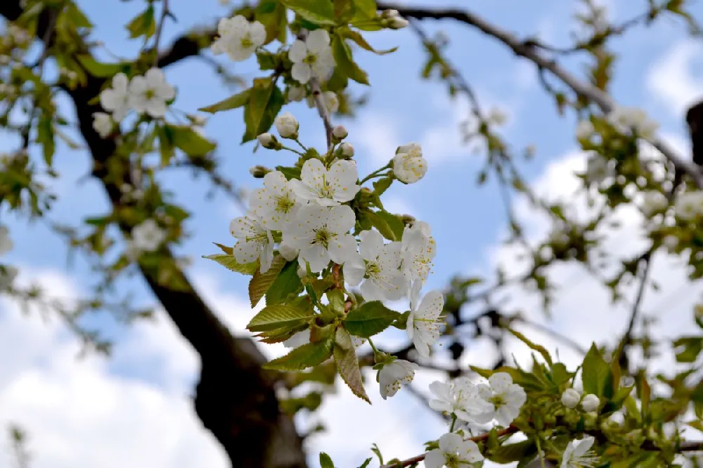 Royal Ann Cherry Tree