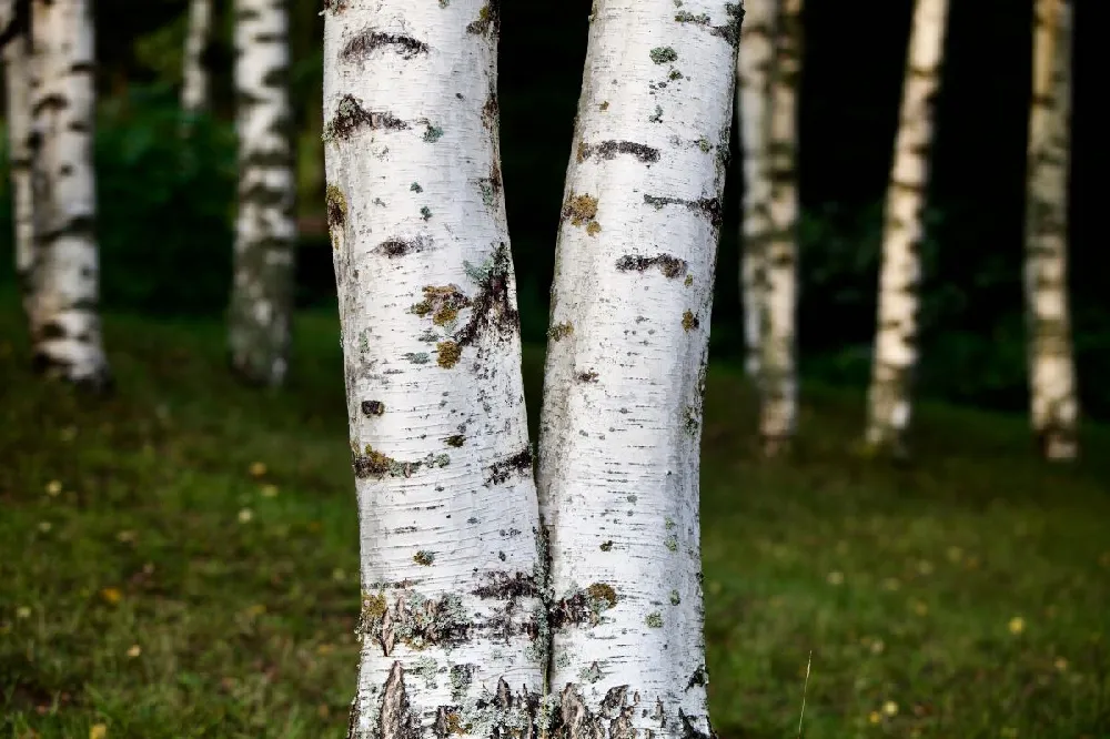 Royal Frost® Birch Tree