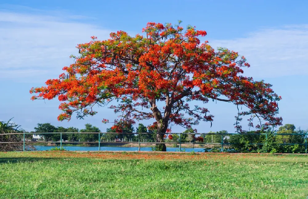 Royal Poinciana Tree