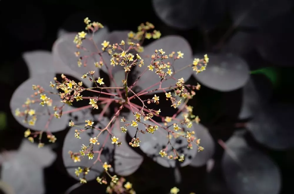 Royal Purple Smoke Tree 2