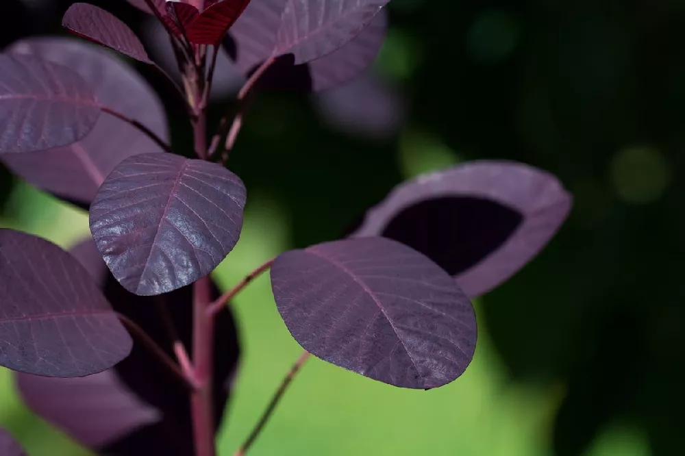 Royal Purple Smoke Tree 3