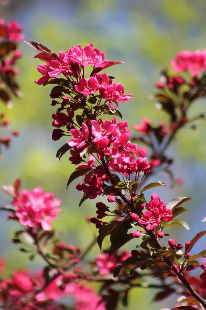 Royal Raindrops Crabapple Tree