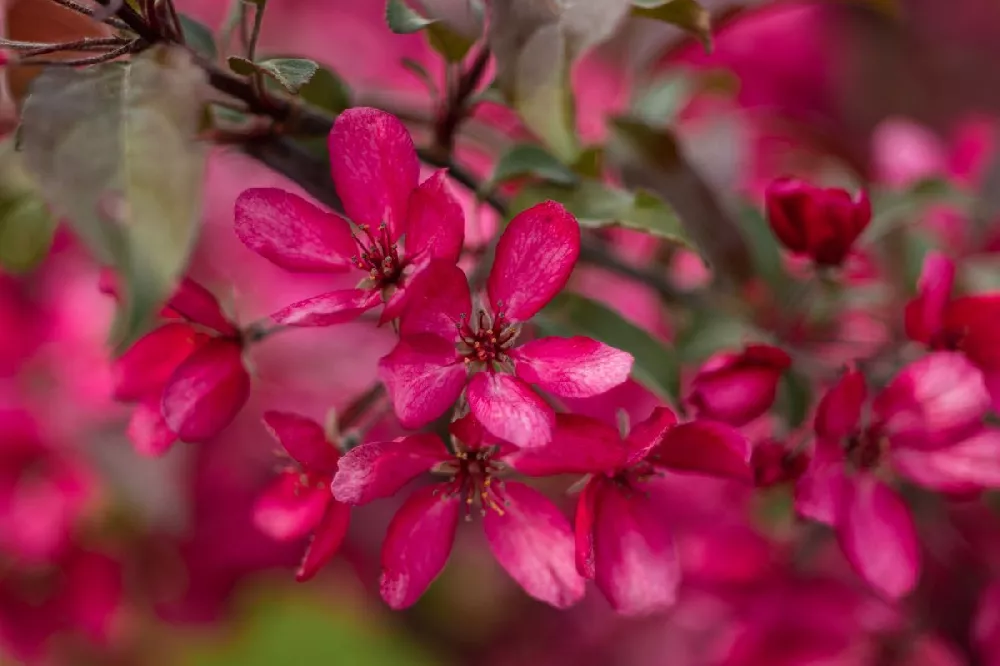 Royal Raindrops Crabapple flower